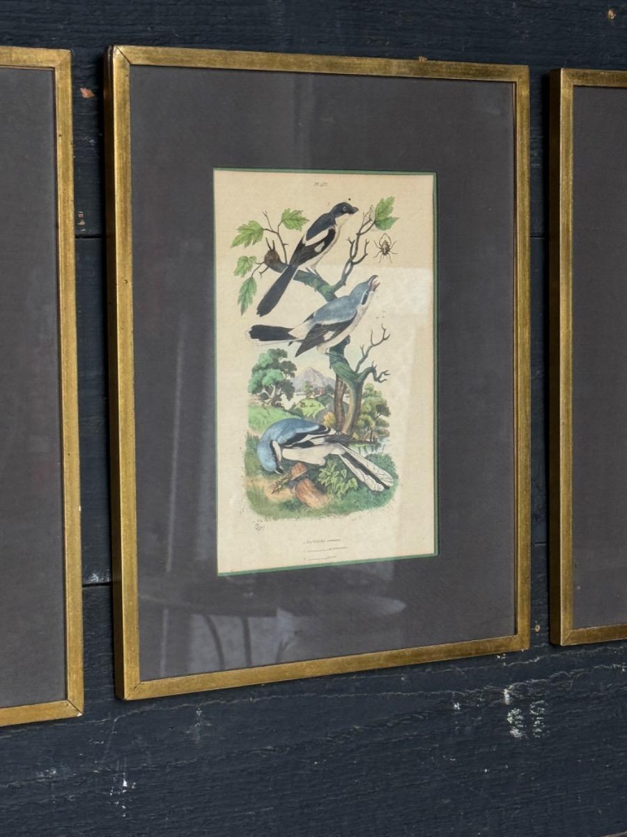 Four decoratives frames with engraving of birds 