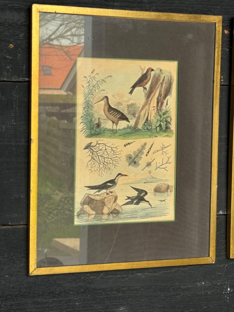 Four decoratives frames with engraving of birds 