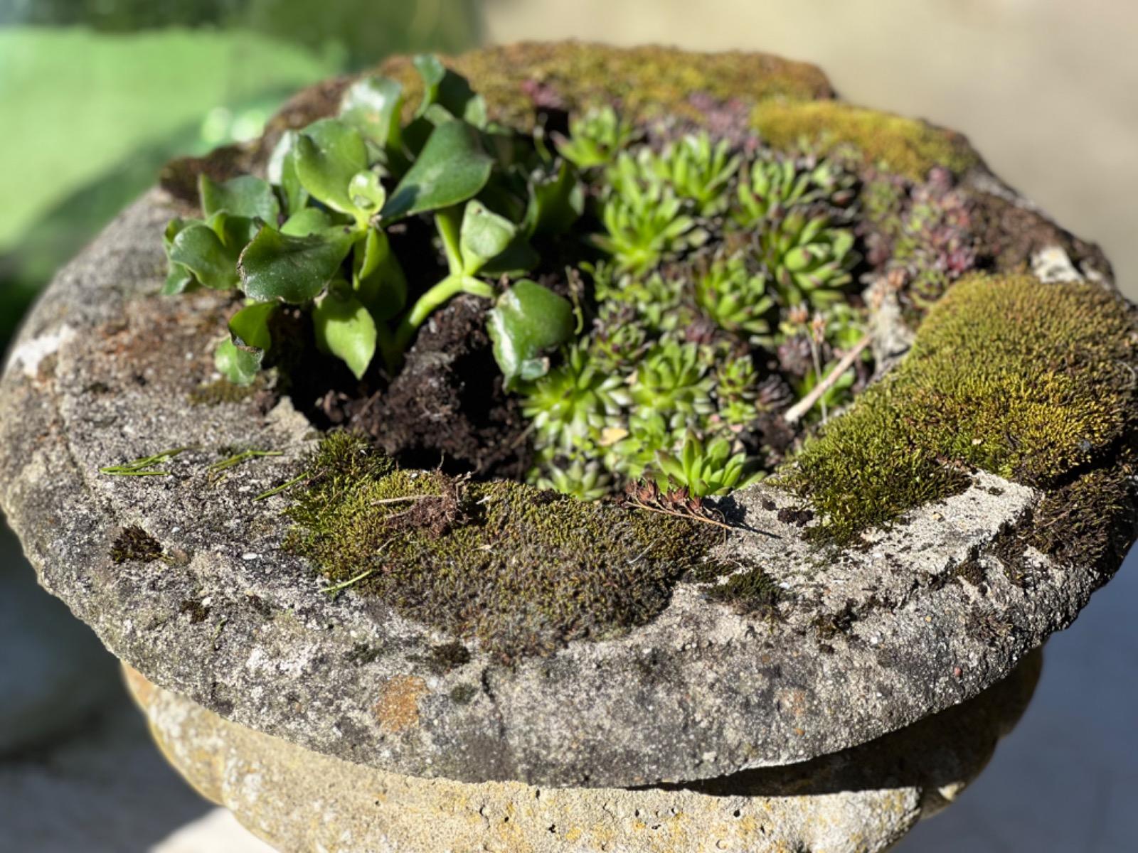 Pair of concrete garden planters 